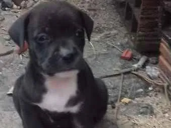 Cachorro ra a vira lata idade  nome Sem nome