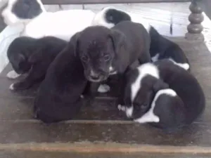 Cachorro raça vira lata idade 2 a 6 meses nome Sem nome