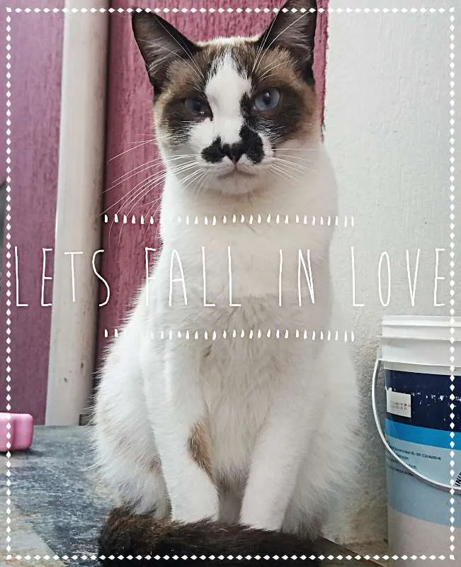 Gato ra a srd idade 1 ano nome Princesa e Principe