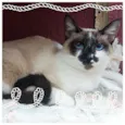 Princesa e Principe
