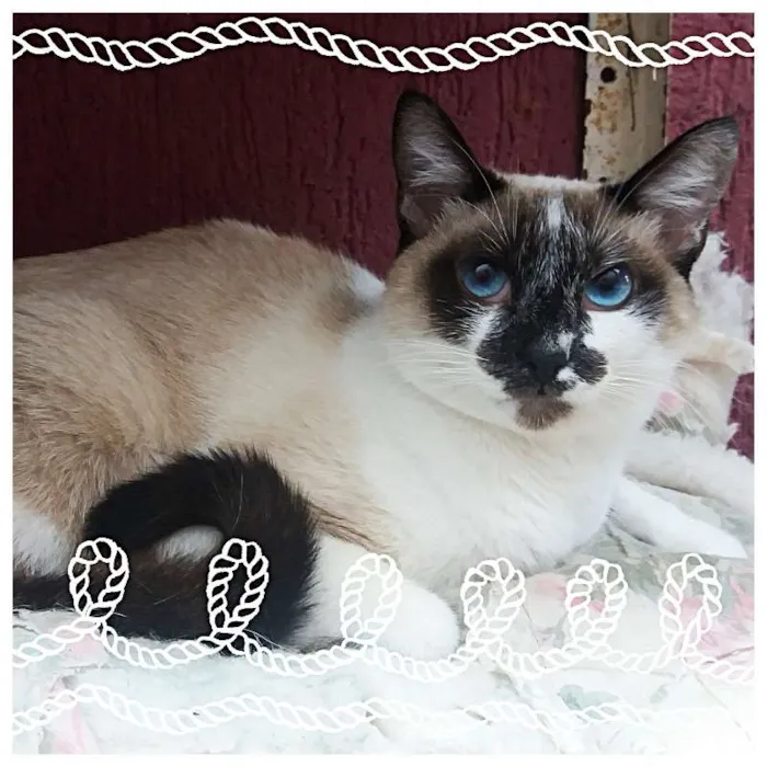 Gato ra a srd idade 1 ano nome Princesa e Principe