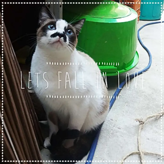 Gato ra a srd idade 1 ano nome Princesa e Principe