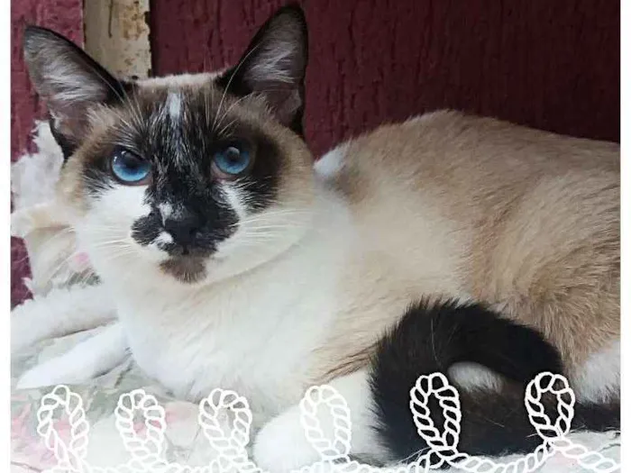 Gato ra a srd idade 1 ano nome Princesa e Principe