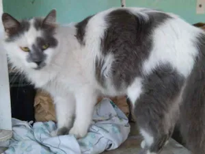 Gato raça  idade 1 ano nome sem nome