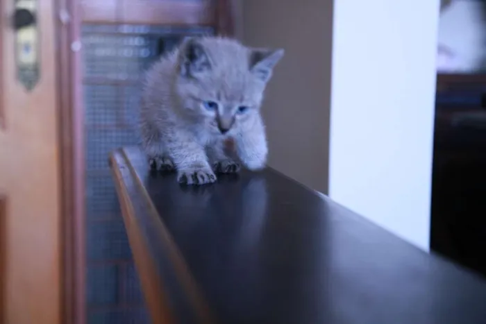 Gato ra a indefinida idade Abaixo de 2 meses nome shanya