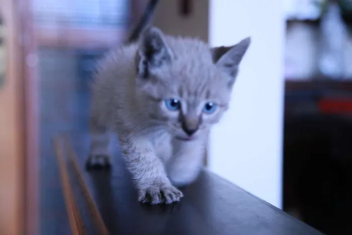 Gato ra a indefinida idade Abaixo de 2 meses nome shanya