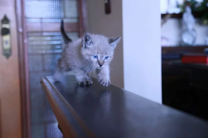 Gato ra a indefinida idade Abaixo de 2 meses nome shanya