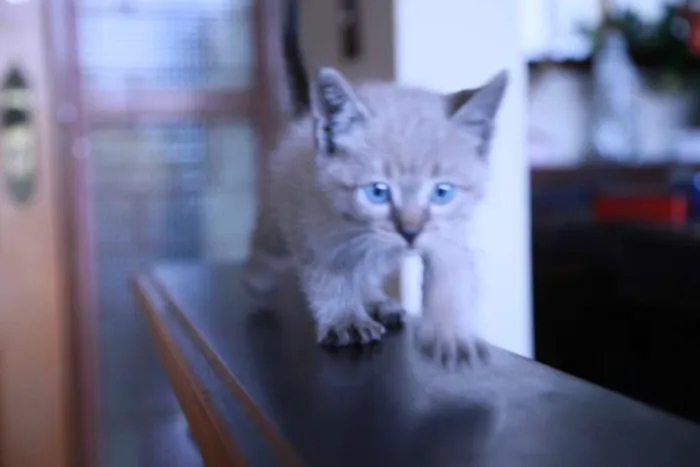 Gato ra a indefinida idade Abaixo de 2 meses nome shanya