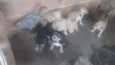 N tem nome é filhote