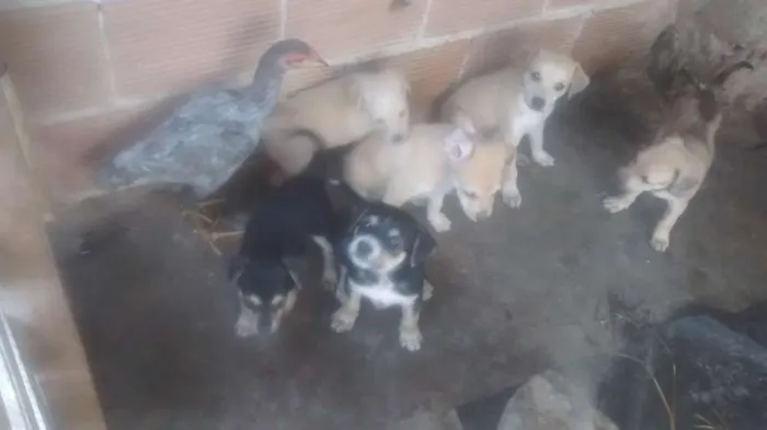 Cachorro raça Vira lata idade Abaixo de 2 meses nome N tem nome é filhote