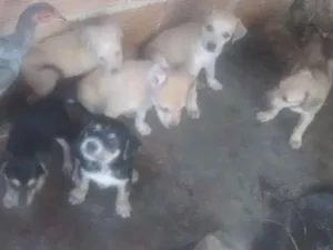 Cachorro raça Vira lata idade Abaixo de 2 meses nome N tem nome é filhote