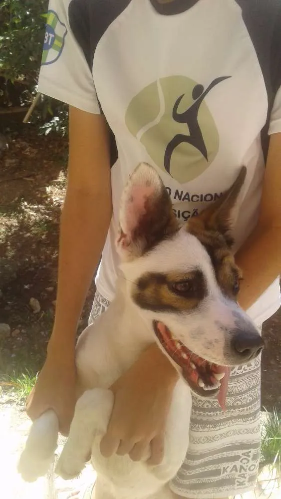 Cachorro ra a Pitt Bull com vira lata idade 7 a 11 meses nome Sindi