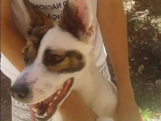 Cachorro ra a Pitt Bull com vira lata idade 7 a 11 meses nome Sindi