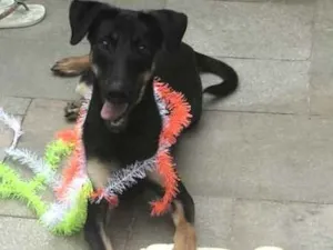 Cachorro raça  idade 7 a 11 meses nome Tunico