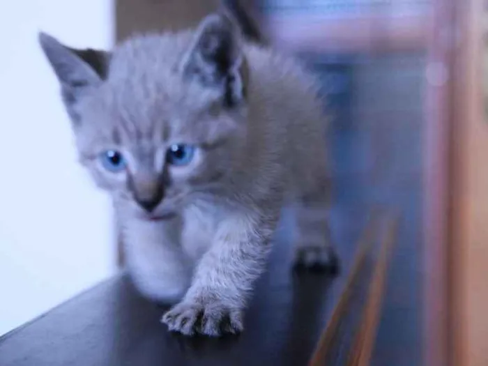 Gato ra a indefinida idade Abaixo de 2 meses nome shanya