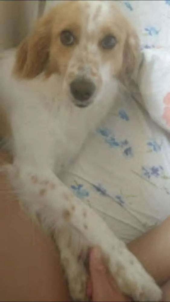 Cachorro ra a Vira lata idade 1 ano nome Fred