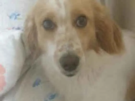 Cachorro ra a Vira lata idade 1 ano nome Fred