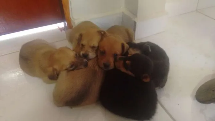 Cachorro raça SRD idade Abaixo de 2 meses nome Sem nome