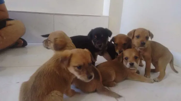 Cachorro raça SRD idade Abaixo de 2 meses nome Sem nome