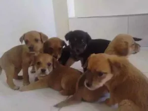 Cachorro raça SRD idade Abaixo de 2 meses nome Sem nome