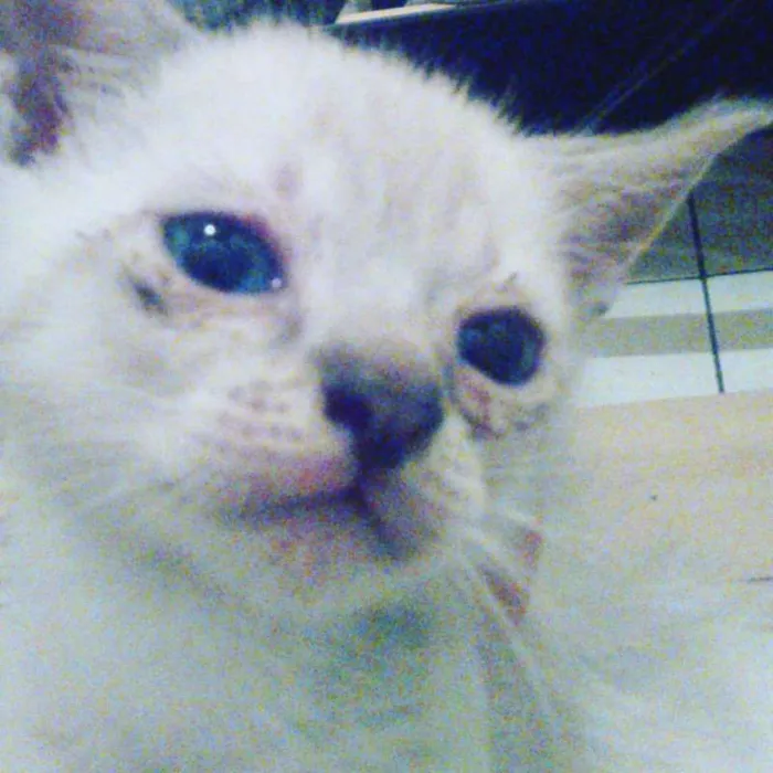 Gato ra a SRD idade 1 ano nome safira, penelopi