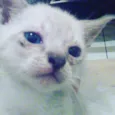 safira, penelopi