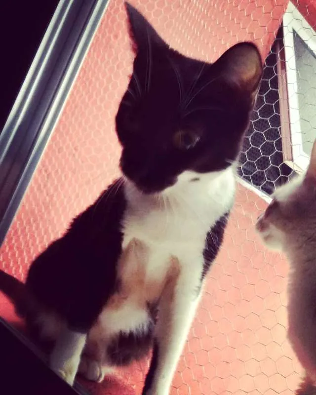 Gato ra a SRD idade 1 ano nome safira, penelopi
