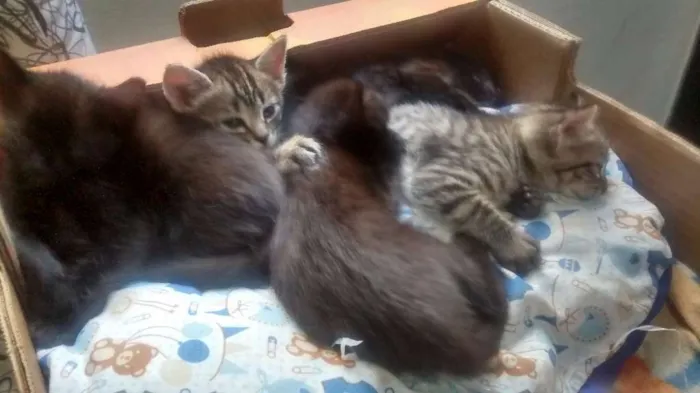 Gato ra a Mestiça  idade Abaixo de 2 meses nome Gatinhos mestiços