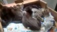 Gatinhos mestiços