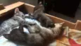 Gatinhos mestiços