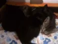 Gatinhos mestiços