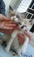 Lindos Gatinhos