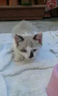 Lindos Gatinhos