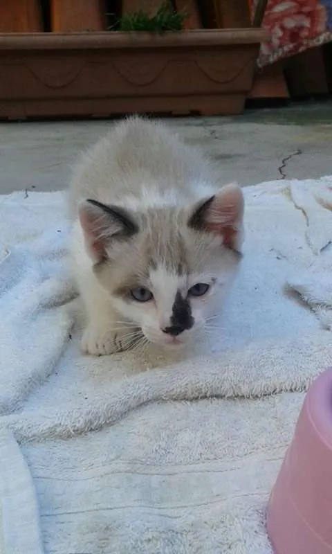 Gato ra a  idade Abaixo de 2 meses nome Lindos Gatinhos