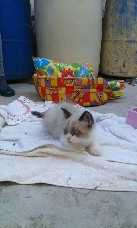 Gato ra a  idade Abaixo de 2 meses nome Lindos Gatinhos