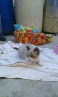 Lindos Gatinhos