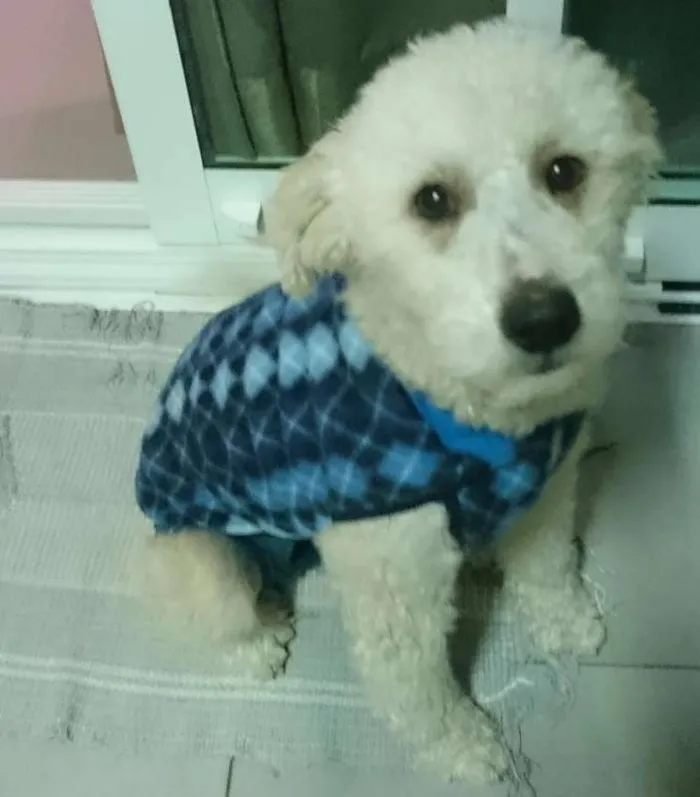 Cachorro ra a Poodle misto idade 2 anos nome Stopinha