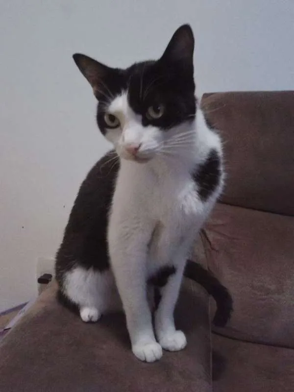 Gato ra a Indefinida idade 6 ou mais anos nome Harry