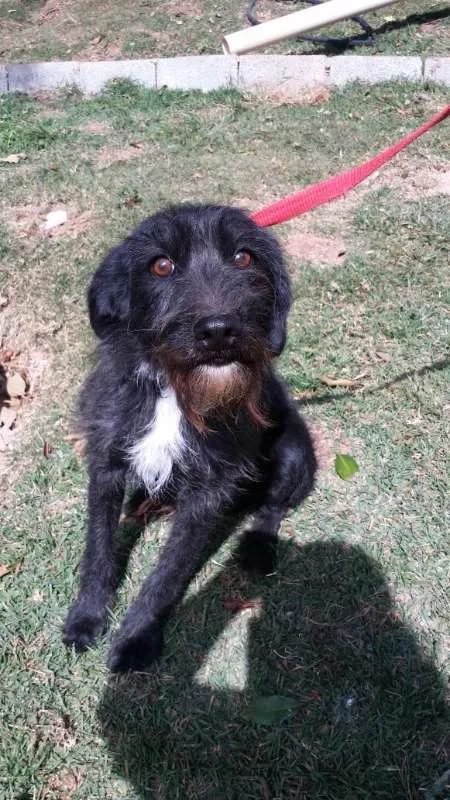 Cachorro ra a srd idade 2 anos nome ASTOR
