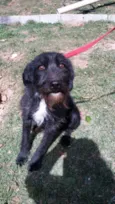ASTOR