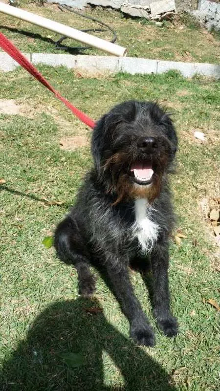 Cachorro ra a srd idade 2 anos nome ASTOR
