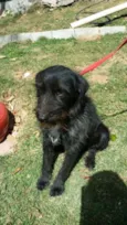 ASTOR