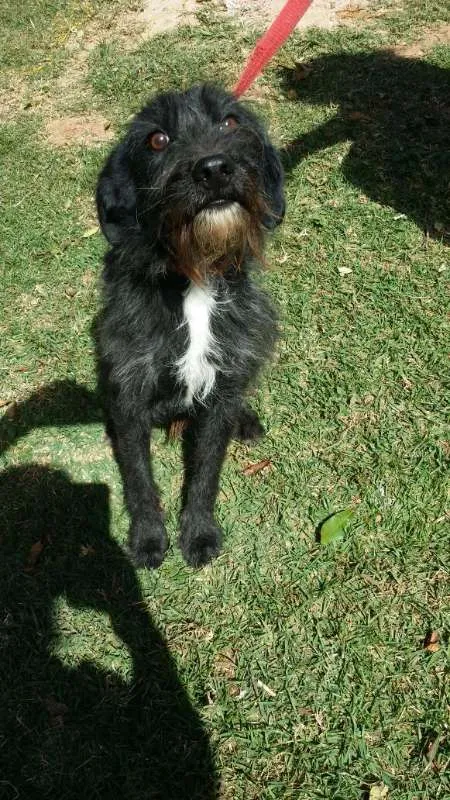 Cachorro ra a srd idade 2 anos nome ASTOR