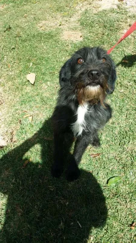 Cachorro ra a srd idade 2 anos nome ASTOR
