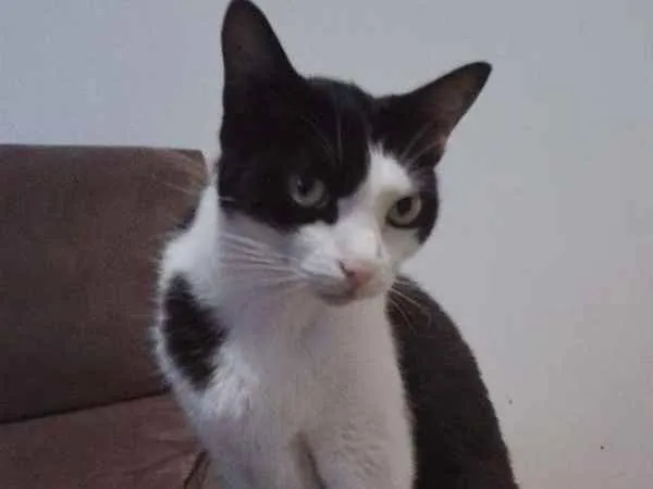 Gato ra a Indefinida idade 6 ou mais anos nome Harry