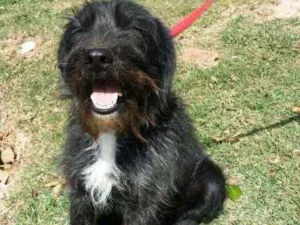 Cachorro raça srd idade 2 anos nome ASTOR