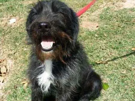 Cachorro ra a srd idade 2 anos nome ASTOR