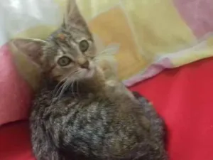 Gato raça vira-lata idade 2 a 6 meses nome Duquesa