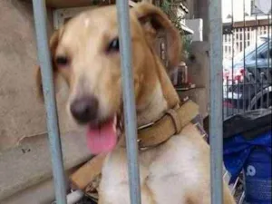 Cachorro raça SRD idade 7 a 11 meses nome Caramelo