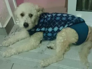 Cachorro raça Poodle misto idade 2 anos nome Stopinha
